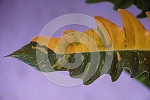 Stunning variegated leaf of Philodendron Ring of Fire, a popular and rare houseplant
