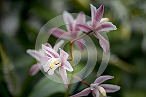 Stunning vibrant cymbidium Scallywag orchid flower in bloom in S