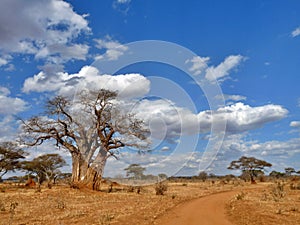 Stunning view of baobab tree in savanna and sky, Serengeti, Tanzania