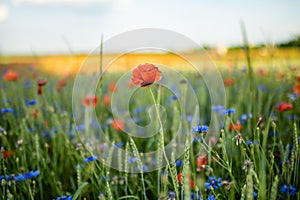 Stunning view of blossoming poppy and knapweed meadow. Summer rural landscape of rolling hills, curved roads and trees in