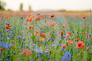Stunning view of blossoming poppy and knapweed meadow. Summer rural landscape of rolling hills, curved roads and trees in