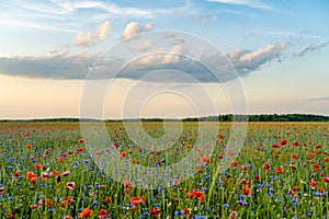 Stunning view of blossoming poppy and knapweed meadow. Summer rural landscape of rolling hills, curved roads and trees in