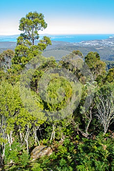 Stunning view of lowlands through mountain forest, mount wellington, Tasmania