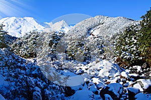 Stunning view of majestic snow-capped Mount Ruapehu rising behind snowered river bed with evergreen trees on the banks