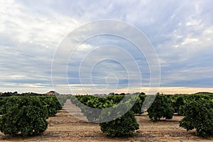Stunning view of an orchard with young cultivated trees planted in rows under a cloudy sky