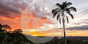 Palm Tree Silhouetted in the Orange Sunset, Amazonian Jungle photo