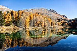 Stunning view of the Palpuogna lake near Albula pass with golden trees in autumn photo
