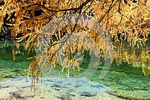 Stunning view of the Palpuogna lake near Albula pass with golden trees in autumn