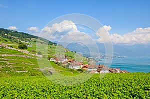 Stunning view of picturesque village Rivaz in Lavaux wine region, Switzerland. Green terraced vineyards on the slopes by turquoise