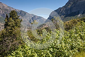 Provo Canyon vibrant green in front