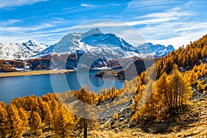 Stunning view of Sils lake and Piz da la Margna in golden autumn photo