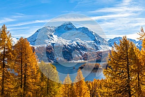 Stunning view of Sils lake and Piz da la Margna in golden autumn photo