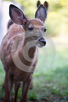 Stunning view of a wild doe with brown and white fur