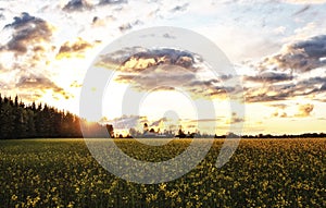 stunning view of a yellow rapeseed field