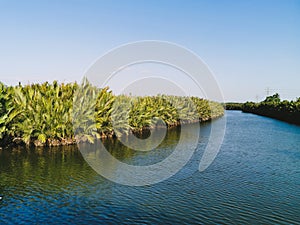 Stunning views of the sago palm trees on the banks of a clear and clean river