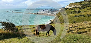 Stunning views at White cliffs of Dover in London, beautiful sea view, wild horses