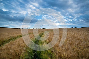 Stunning wheat field landscape under Summer stormy sunset sky