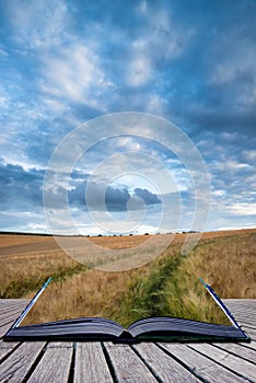 Stunning wheat field landscape under Summer stormy sunset sky co