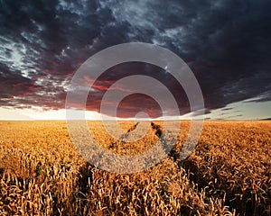 Stunning wheatfield landscape Summer sunset under moody stormy d