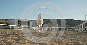 Stunning White Horse Roaming and Enjoying the Paddock