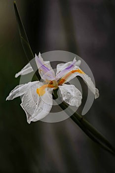 Stunning White Iris