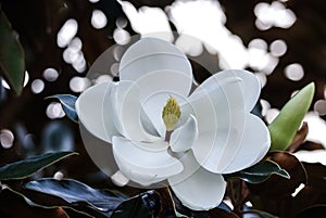 Stunning white magnolia flower in full bloom