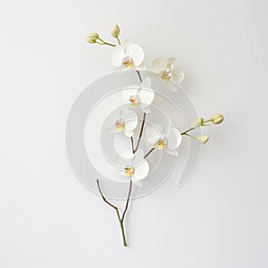 Stunning White Orchids: Schlieren Photography In 32k Uhd