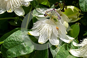 Stunning white passion flowers, with ladybird, photograped in Brentford, West London UK on a hot day in June.