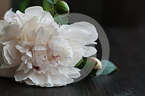 Stunning white peonies on rustic wooden background