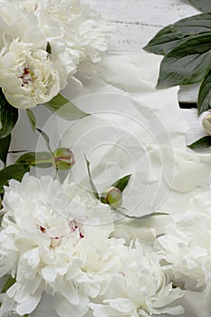 Stunning white peonies on white rustic wooden background.