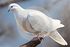 A stunning white pigeon perched elegantly,