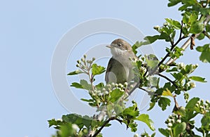 A stunning Whitethroat Sylvia communis perching on a flowering Hawthorn tree Crataegus monogyna in spring.