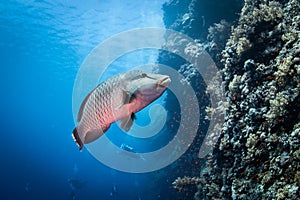 A stunning wide angle view of a Napoleon Wrasse on a coral reef in the Red Sea