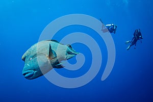 A stunning wide angle view of a Napoleon Wrasse on a coral reef in the Red Sea