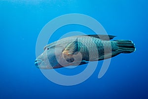 A stunning wide angle view of a Napoleon Wrasse on a coral reef in the Red Sea