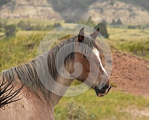 Stunning Wild Horse with It`s Eyes Closed in South Dakota