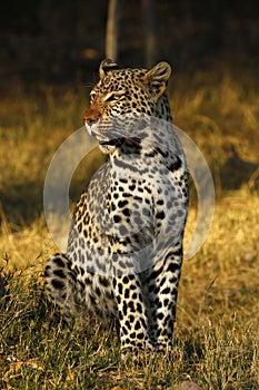 Stunning wild leopard alert in Botwana`s bush veld