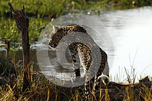 Stunning wild leopard alert in Botwana`s bush veld