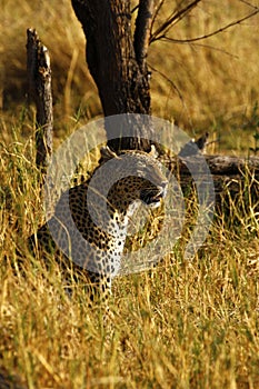 Stunning wild leopard alert in Botwana`s bush veld