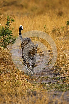 Stunning wild leopard alert in Botwana`s bush veld