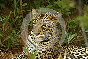 Stunning wild leopard in Moremi Game Reserve photo