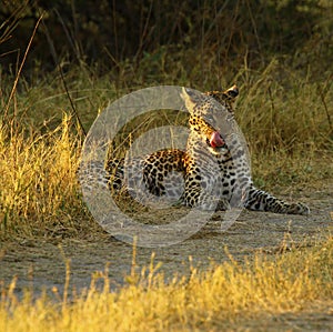 Stunning wild leopard sunning himself in Moremi Game Reserve
