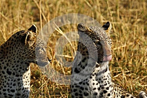 Stunning wild leopards in Botwana`s bush veld