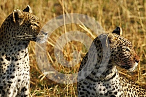 Stunning wild leopards in Botwana`s bush veld