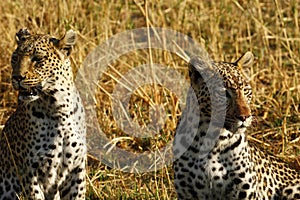 Stunning wild leopards in Botwana`s bush veld