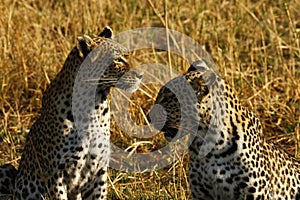 Stunning wild leopards in Botwana`s bush veld