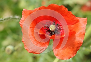 A stunning wild Poppy papaver rhoeas growing in a field in the UK.