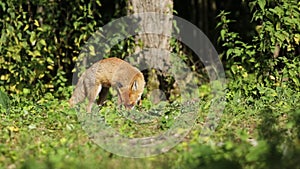 Stunning wild red foxes, vulpes vulpes, feeding in a field at the edge of a wood have an altercation.