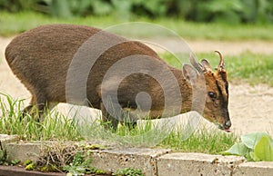 A stunning wild stag Muntjac Deer Muntiacus reevesi feeding along the side of the canal.