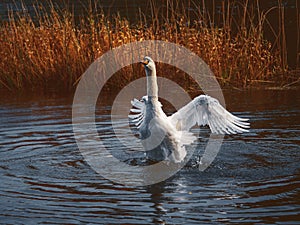 Stunning wild swan with white feather shaking it wings. The bird is in dark water of a lake or river, brown color grass in the